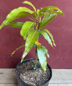Fruit Punch Mango Tree, grafted in 3 gallons pot, No Ship to HI - Image 5