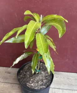 Fruit Punch Mango Tree, grafted in 3 gallons pot, No Ship to HI - Image 6