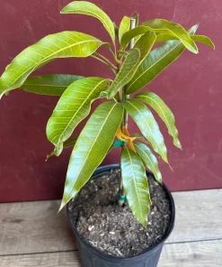Fruit Punch Mango Tree, grafted in 3 gallons pot, No Ship to HI - Image 7