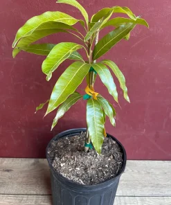Fruit Punch Mango Tree, grafted in 3 gallons pot, No Ship to HI - Image 8