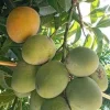 Fruit Punch Mango Tree, grafted in 3 gallons pot, No Ship to HI - Image 1