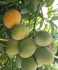 Fruit Punch Mango Tree, grafted in 3 gallons pot, No Ship to HI - Image 1