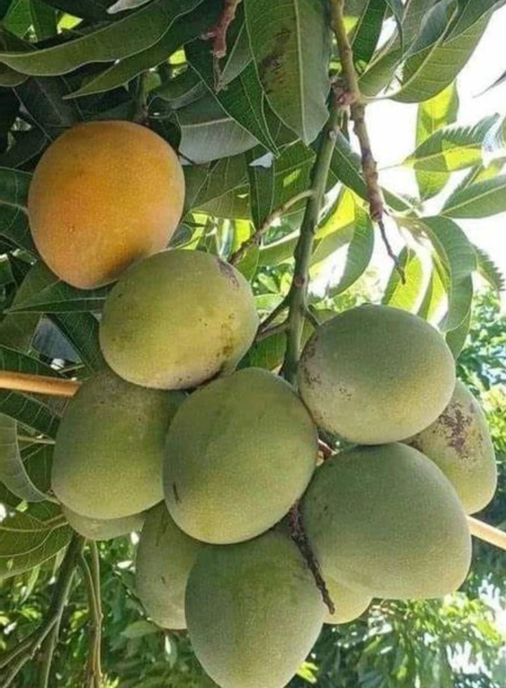 Fruit Punch Mango Tree, grafted in 3 gallons pot, No Ship to HI - Image 1