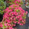 Fuchsia Carpet Azalea Live Plant – Reblooming Rhododendron – 4 inch Pot - Image 1