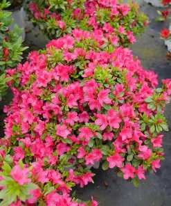 Fuchsia Carpet Azalea Live Plant – Reblooming Rhododendron – 4 inch Pot - Image 1