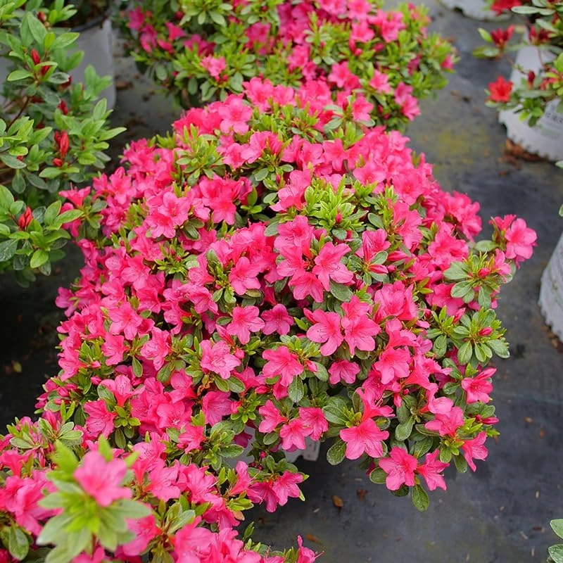 Fuchsia Carpet Azalea Live Plant – Reblooming Rhododendron – 4 inch Pot - Image 1