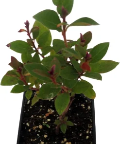 Fuchsia Carpet Azalea Live Plant – Reblooming Rhododendron – 4 inch Pot - Image 2
