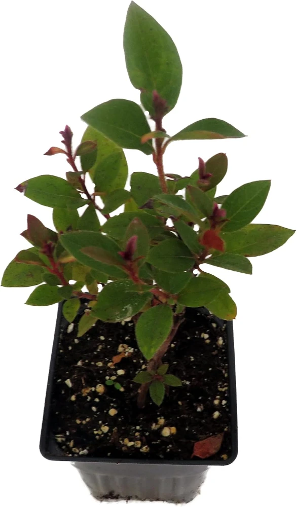 Fuchsia Carpet Azalea Live Plant – Reblooming Rhododendron – 4 inch Pot - Image 2