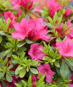 Fuchsia Carpet Azalea Live Plant – Reblooming Rhododendron – 4 inch Pot - Image 3