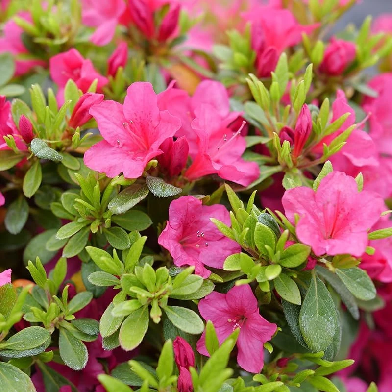 Fuchsia Carpet Azalea Live Plant – Reblooming Rhododendron – 4 inch Pot - Image 3