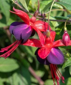 Fuchsia Corabells Dark Eyes Live Plant – 6