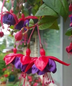 Fuchsia Corabells Dark Eyes Live Plant – 6