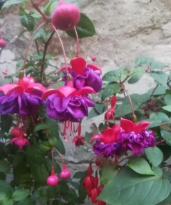 Fuchsia Corabells Dark Eyes Live Plant – 6