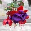 Fuchsia Corabells Dark Eyes Live Plant – 6" Pot – Shade-Tolerant Flowering – Hanging Basket - Image 1