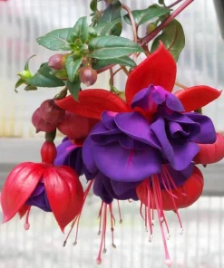 Fuchsia Corabells Dark Eyes Live Plant – 6