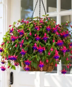 Fuchsia Live Plant - Pink & Purple Flowers, 4-6 inch Tall, 5 Inch Pot, Outdoor - Image 4