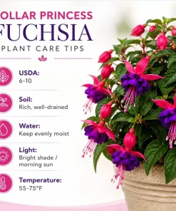 Fuchsia Live Plant – Pink & Purple Flowers – 4-6 Inch Tall – 5 Inch Pot - Image 5