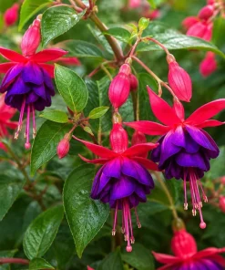 Fuchsia Live Plant - Pink & Purple Flowers, 4-6 inch Tall, 5 Inch Pot, Outdoor - Image 6