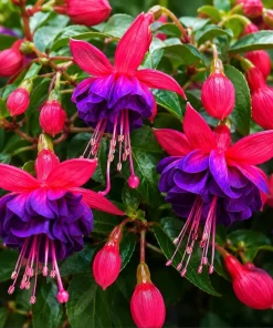 Fuchsia Live Plant – Pink & Purple Flowers – 4-6 Inch Tall – 5 Inch Pot - Image 6