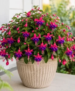 Fuchsia Live Plant – Pink & Purple Flowers – 4-6 Inch Tall – 5 Inch Pot - Image 7