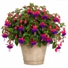 Fuchsia Live Plant - Pink & Purple Flowers, 4-6 inch Tall, 5 Inch Pot, Outdoor - Image 1