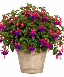 Fuchsia Live Plant - Pink & Purple Flowers, 4-6 inch Tall, 5 Inch Pot, Outdoor - Image 1