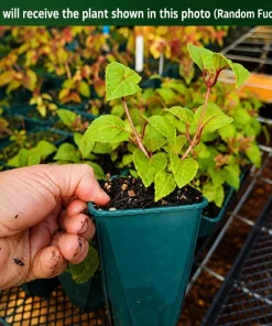 Fuchsia Live Plant - Random Color Flower, 4-6 inch Tall, 5 Inch Pot, Outdoor - Image 2