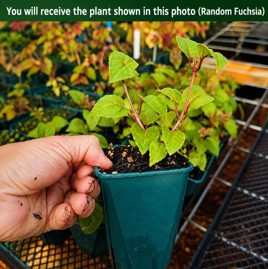 Fuchsia Live Plant – Random Color Flower – 4-6 inch Tall, 5 Inch Pot – Indoor/Outdoor - Image 2