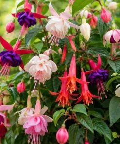 Fuchsia Live Plant – Random Color Flower – 4-6 inch Tall, 5 Inch Pot – Indoor/Outdoor - Image 3