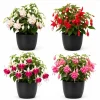 Fuchsia Live Plant - Random Color Flower, 4-6 inch Tall, 5 Inch Pot, Outdoor - Image 1