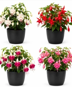 Fuchsia Live Plant - Random Color Flower, 4-6 inch Tall, 5 Inch Pot, Outdoor - Image 1