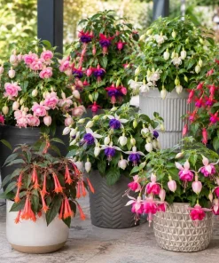 Fuchsia Live Plant - Random Color Flower, 4-6 inch Tall, 5 Inch Pot, Outdoor - Image 4