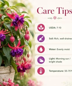 Fuchsia Live Plant - Random Color Flower, 4-6 inch Tall, 5 Inch Pot, Outdoor - Image 5