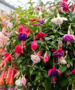 Fuchsia Live Plant – Random Color Flower – 4-6 inch Tall, 5 Inch Pot – Indoor/Outdoor - Image 6