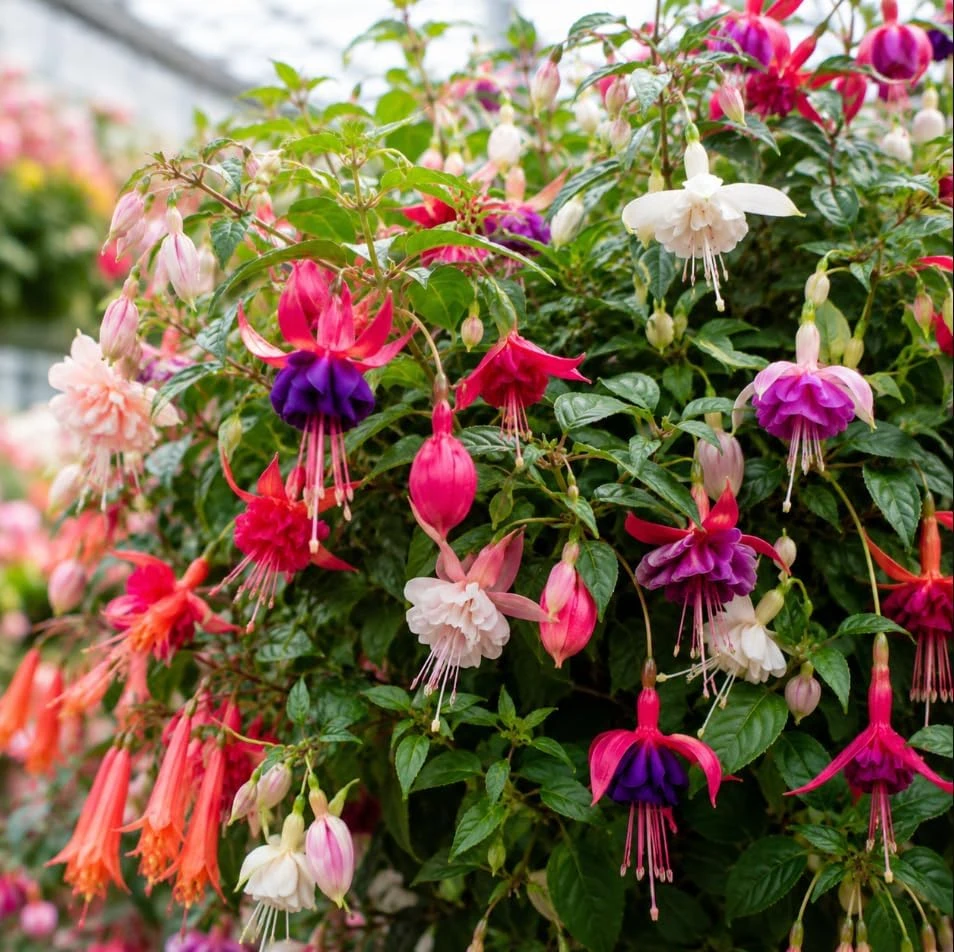 Fuchsia Live Plant – Random Color Flower – 4-6 inch Tall, 5 Inch Pot – Indoor/Outdoor - Image 6