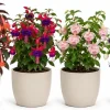 Fuchsia Live Plant – Random Color Flower – 4-6 inch Tall, 5 Inch Pot – Indoor/Outdoor - Image 1