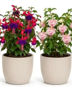 Fuchsia Live Plant – Random Color Flower – 4-6 inch Tall, 5 Inch Pot – Indoor/Outdoor - Image 1