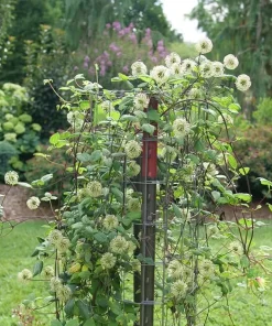 Funyella Clematis Live Plant - Yellow Double Petal Vine - 4 inch Pot - Outdoor - Image 2