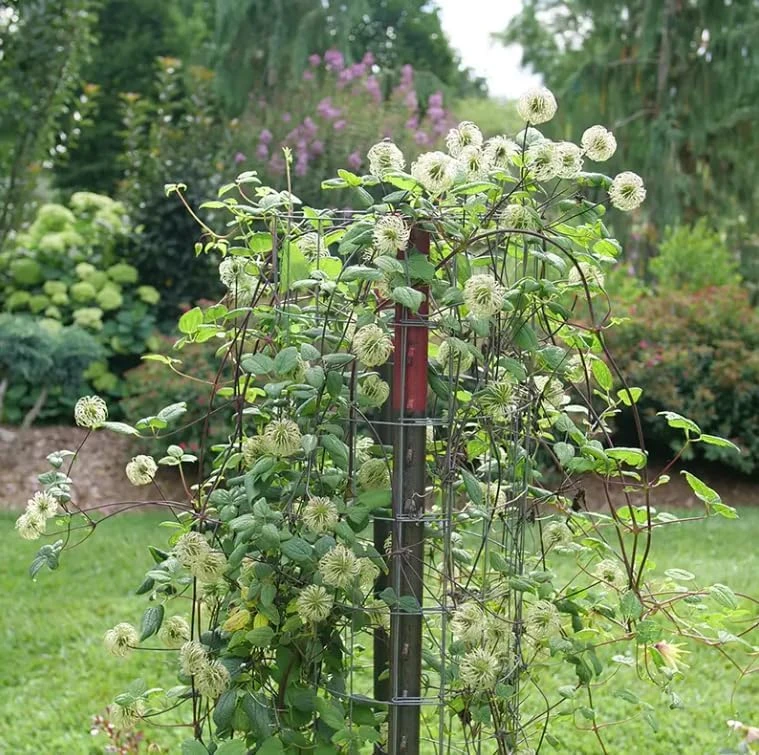 Funyella Clematis Live Plant - Yellow Double Petal Vine - 4 inch Pot - Outdoor - Image 2