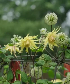 Funyella Clematis Live Plant - Yellow Double Petal Vine - 4 inch Pot - Outdoor - Image 3
