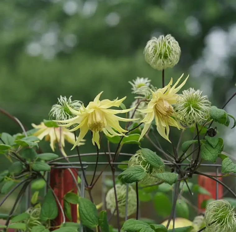 Funyella Clematis Live Plant - Yellow Double Petal Vine - 4 inch Pot - Outdoor - Image 3