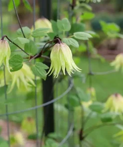 Funyella Clematis Live Plant - Yellow Double Petal Vine - 4 inch Pot - Outdoor - Image 1