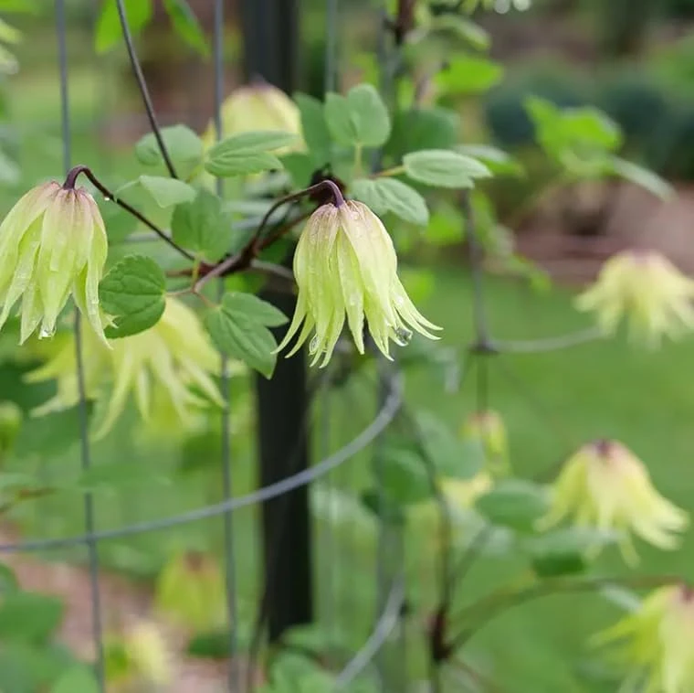 Funyella Clematis Live Plant - Yellow Double Petal Vine - 4 inch Pot - Outdoor - Image 1