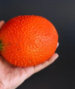 Gac Fruit Seeds - Momordica Cochinchinensis - 2 Seeds for Growing Rare Melon Vine - Image 2