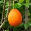 Gac Fruit Seeds - Momordica Cochinchinensis - 2 Seeds for Growing Rare Melon Vine - Image 1
