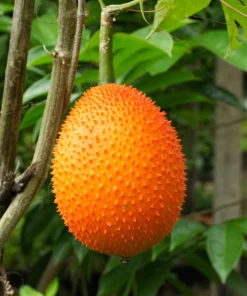 Gac Fruit Seeds - Momordica Cochinchinensis - 2 Seeds for Growing Rare Melon Vine - Image 1