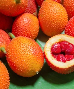 Gac Fruit Seeds - Momordica Cochinchinensis - 2 Seeds for Growing Rare Melon Vine - Image 5