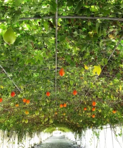 Gac Fruit Seeds - Momordica Cochinchinensis - 2 Seeds for Growing Rare Melon Vine - Image 6