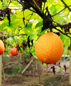 Gac Fruit Seeds - Momordica Cochinchinensis - 2 Seeds for Growing Rare Melon Vine - Image 7