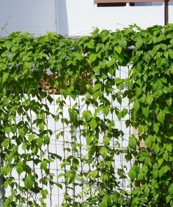 Gac Fruit Seeds - Momordica Cochinchinensis - 2 Seeds for Growing Rare Melon Vine - Image 8